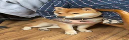 Japanese Shiba Inu dogs for sale: Dexter the Shiba Inu  - Advert 8