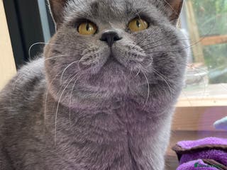 British Shorthair cats Beautiful British shorthair - Advert 17