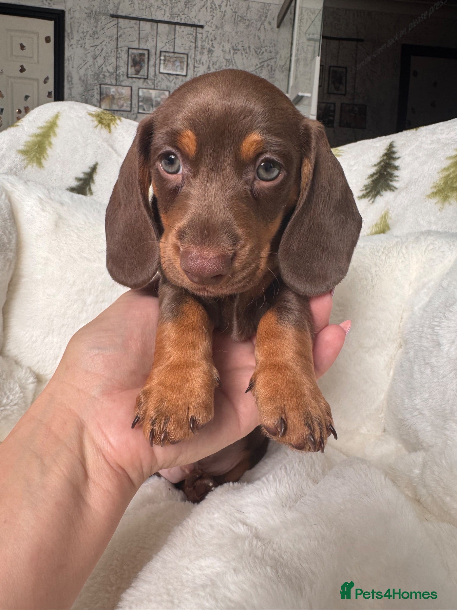 Miniature Dachshund dogs 4 cute miniature dachshund pupps available  - Advert 1