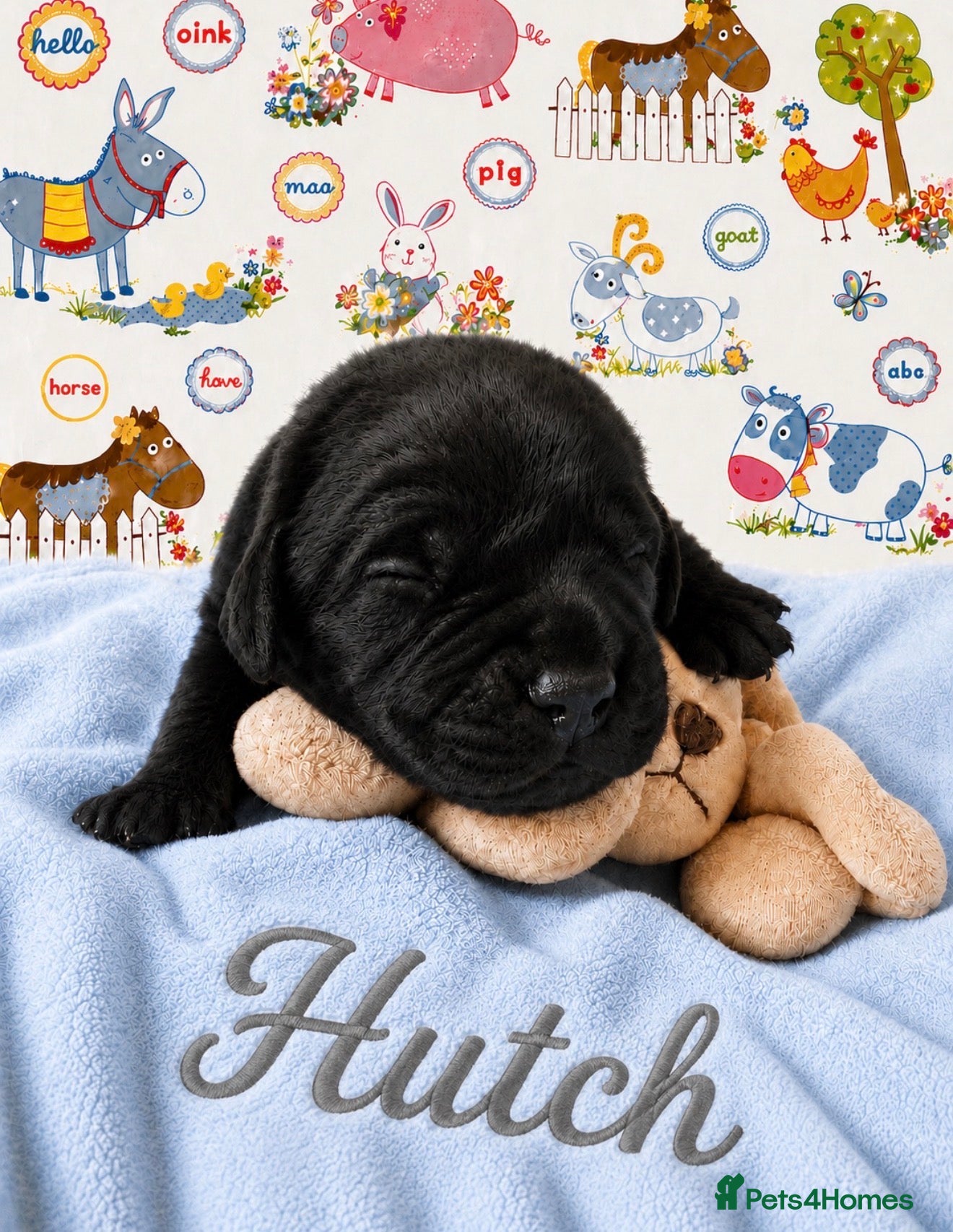 Labrador Retriever dogs for sale: Only Three Beautiful KC Boys left  in Henley-in-Arden - Advert 13