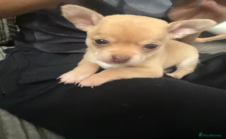 Chihuahua dogs - Advert 4