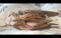 Miniature Dachshund dogs for sale: Miniature Dachshund Puppies - Image 8