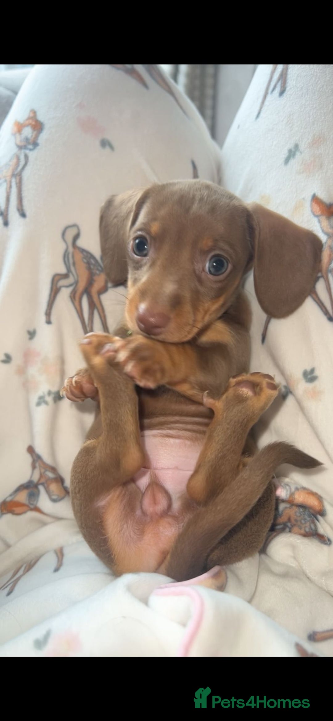 Miniature Dachshund dogs for sale: Miniature Dachshund Puppies - Image 8