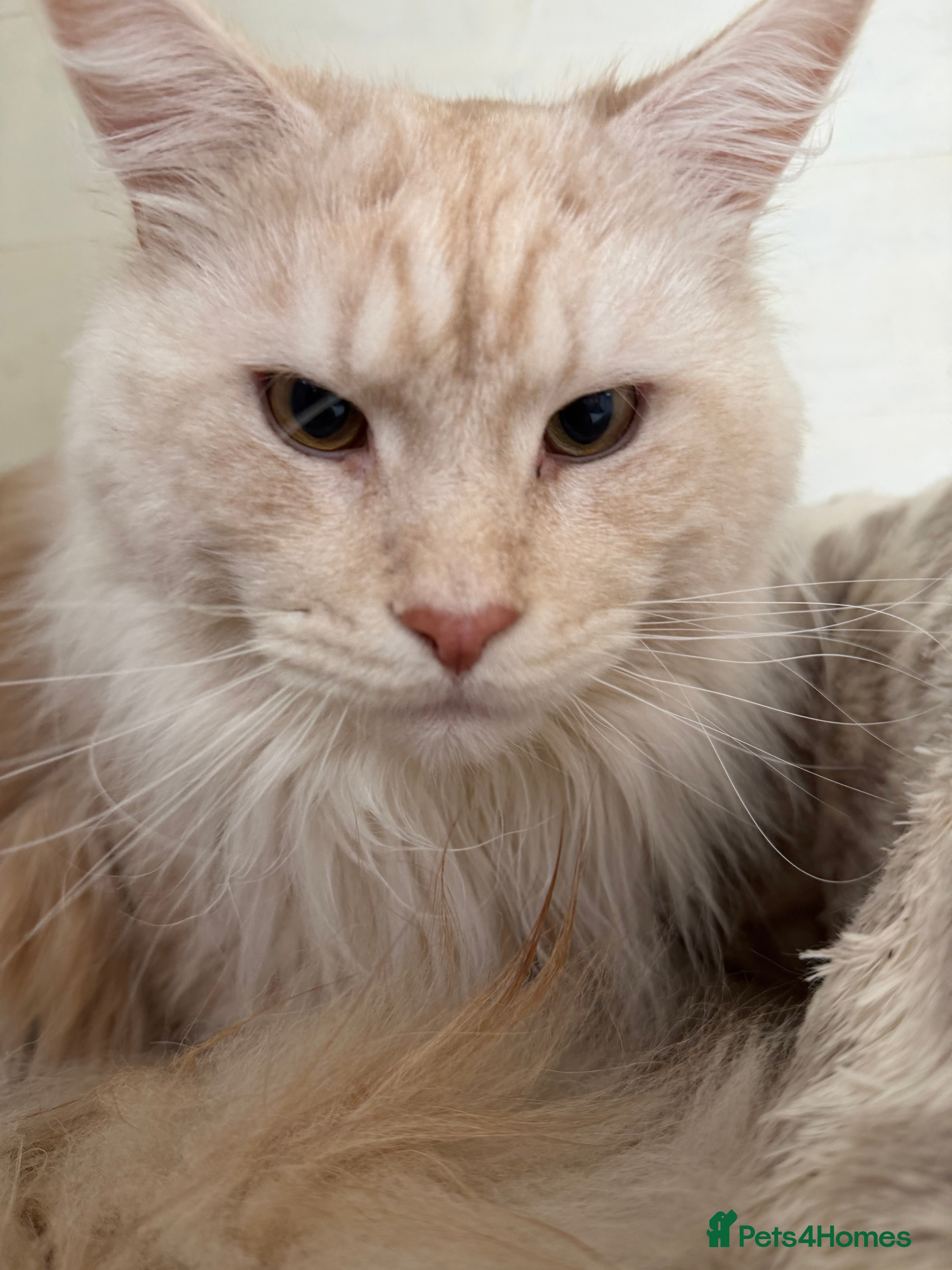 Maine Coon cats TICA Pedigree Maine Coon STUD - Advert 3