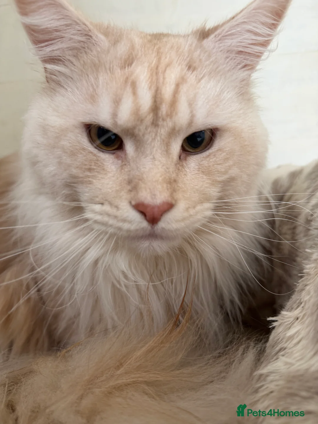 Maine Coon cats for stud: TICA Pedigree Maine Coon STUD - Advert 2