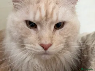 Maine Coon cats TICA Pedigree Maine Coon STUD - Advert 3