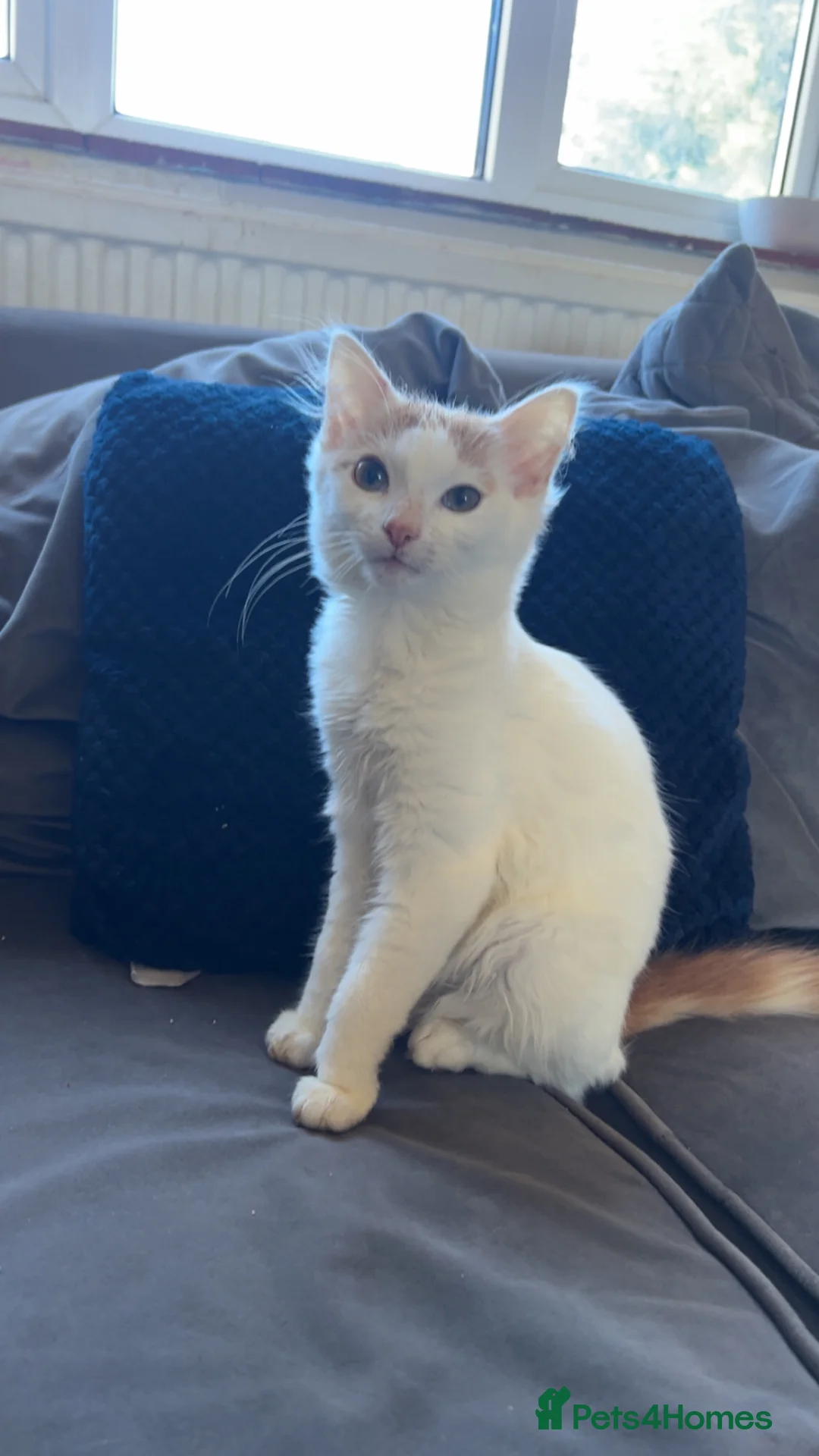 Mixed Breed cats for sale: Kitten looking for a loving home - Advert 2