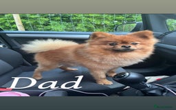 Pomchi dogs for sale: Beautiful fluffy pomchi puppies  - Image 26