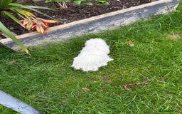 Guinea Pig rodents for sale: 2 male guinea pigs & House  - Image 8