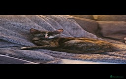 Domestic Shorthair cats for sale: Cuddly, affectionate forever kitten for sale - Image 3