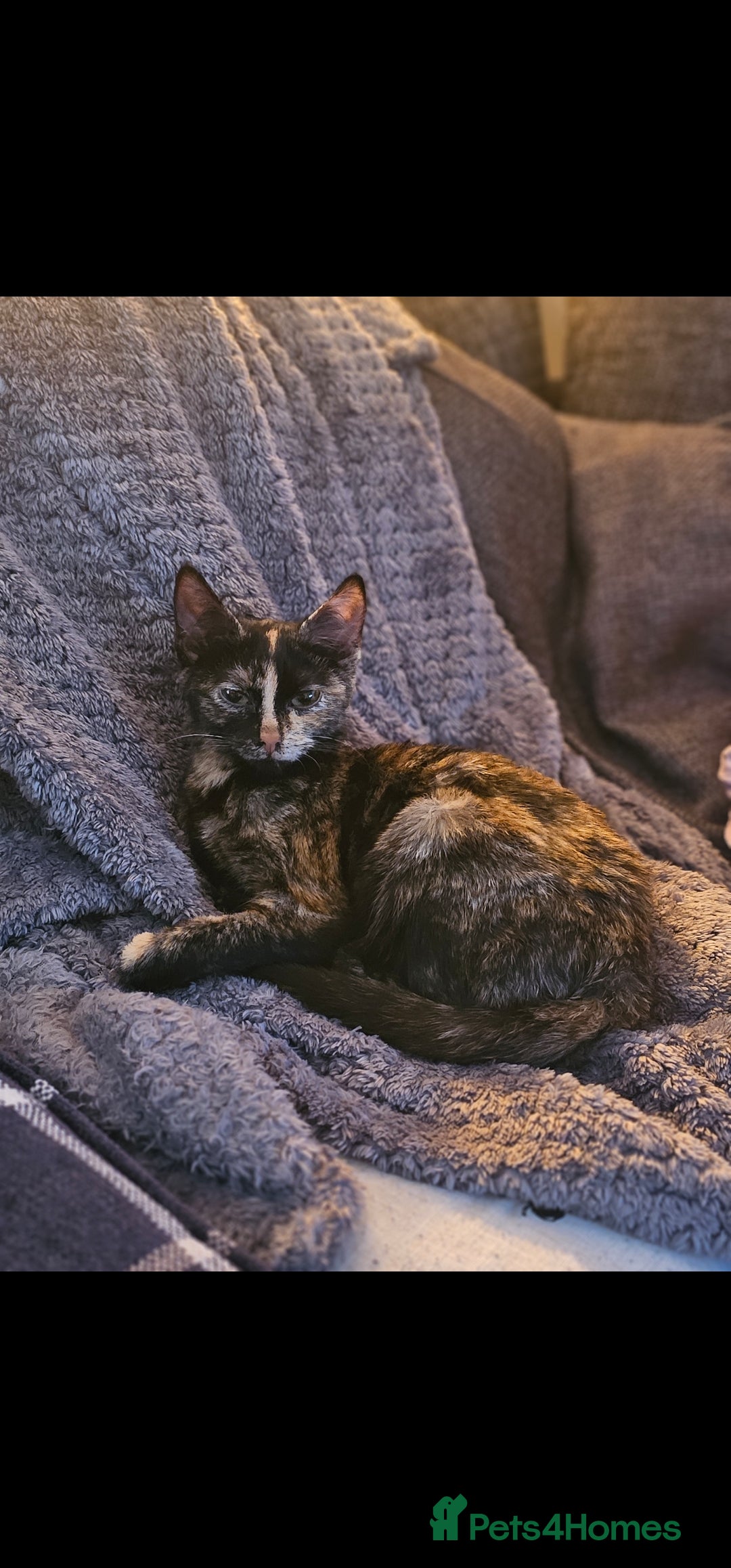 Domestic Shorthair cats for sale: Cuddly, affectionate forever kitten for sale - Image 3