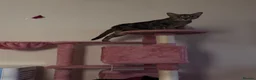 Domestic Shorthair cats for sale:  Pixie & Shadow Bonded Sisters - Advert 9