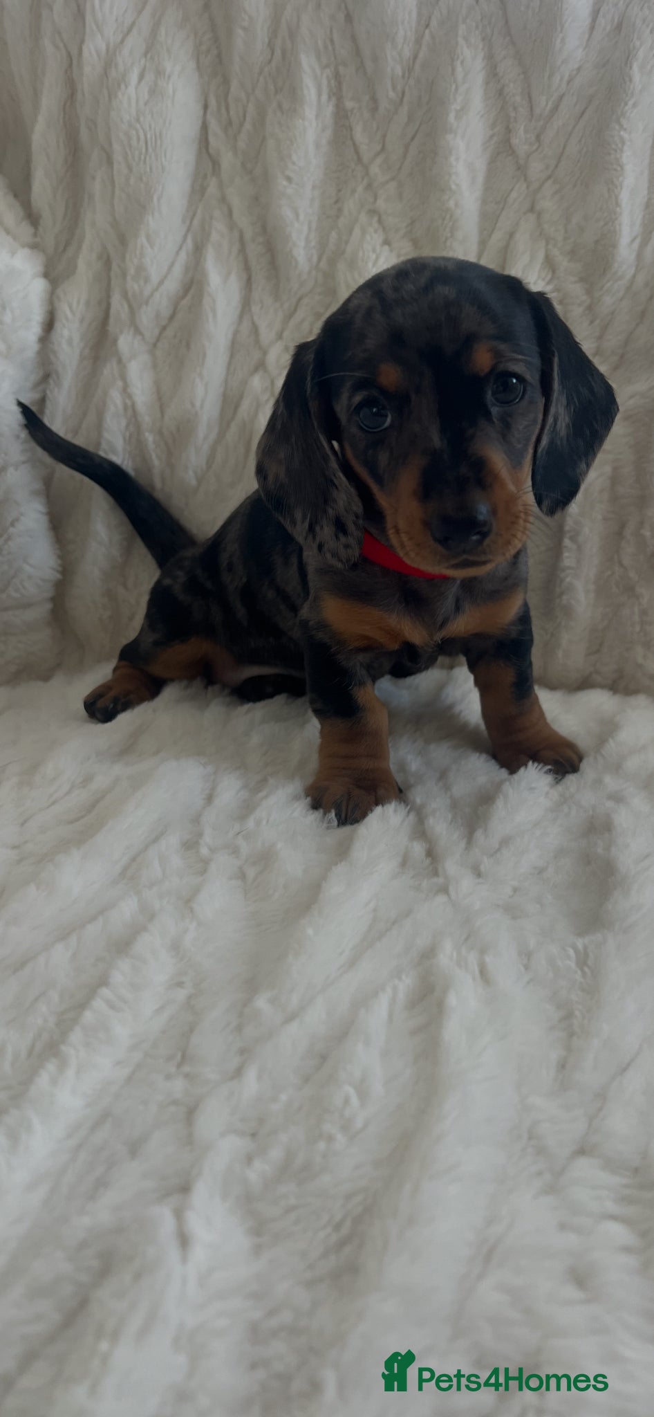 Miniature Dachshund dogs 3 beautiful miniature dachshund girls  - Advert 1