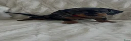 Miniature Dachshund dogs for sale: 3 beautiful miniature dachshund girls  in Chesterfield - Advert 1