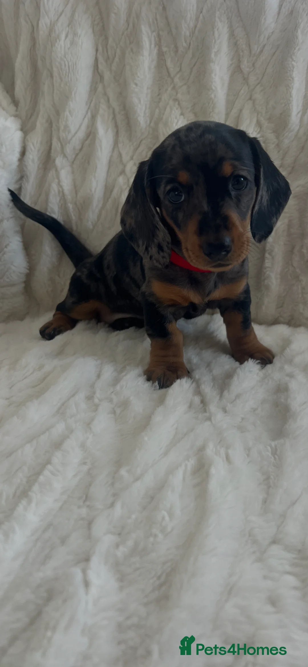 Miniature Dachshund dogs for sale: 3 beautiful miniature dachshund girls  in Chesterfield - Advert 1
