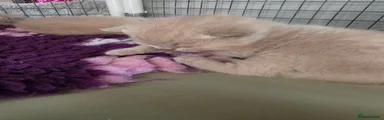 British Shorthair 3