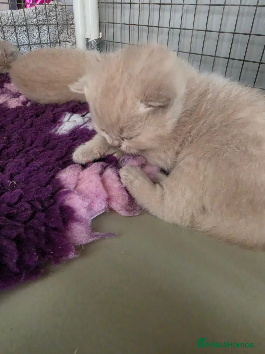 British Shorthair cats for sale: Rare Fawn British short hair  - Advert 4