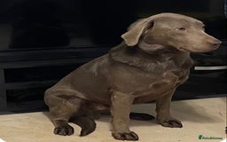 Labrador Retriever dogs for stud: Silver KC Reg Labrador stud dog for sale - Image 2