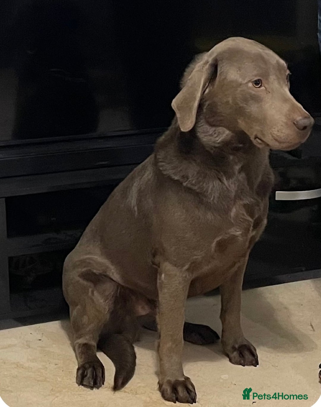 Labrador Retriever dogs for stud: Silver KC Reg Labrador stud dog for sale - Image 2