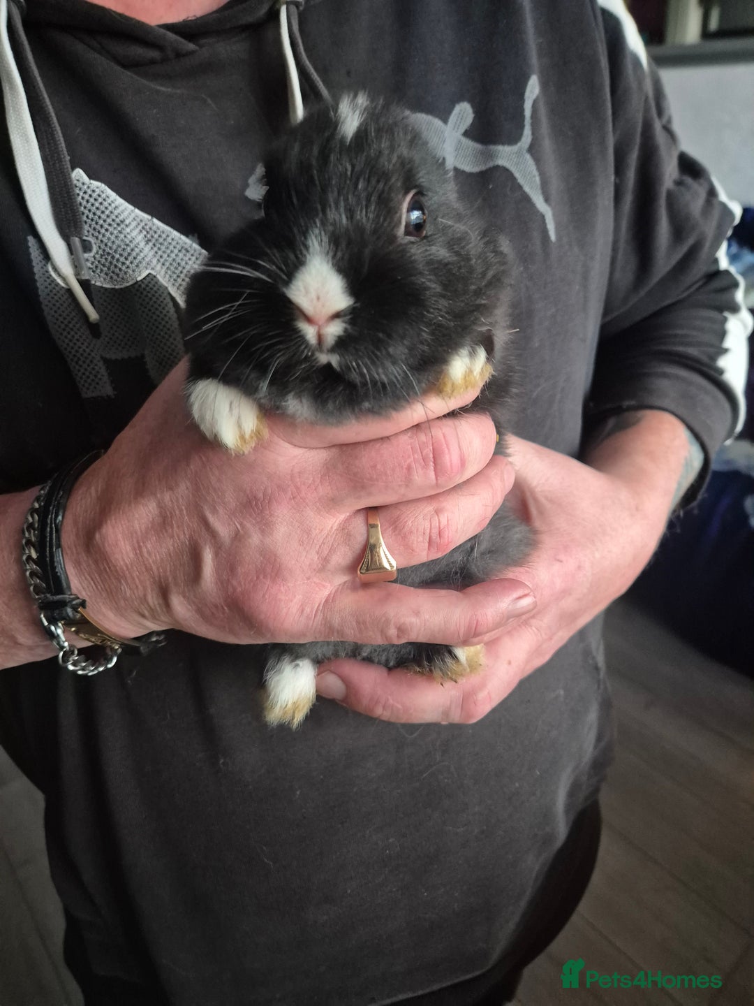 Mini Lion Lop rabbits for sale: Mini lop lion - Advert 13