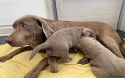Labrador Retriever dogs for sale: Stunning kc silver Labradors  - Image 18
