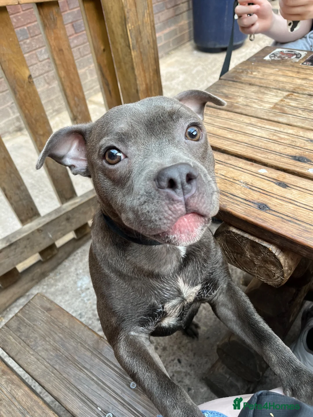 Staffordshire Bull Terrier dogs for sale: Bruce  in Dudley - Advert 2
