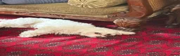 Maltese dogs for sale: Beautiful Male Maltese – 3 Years Old – £550 ONO in London - Advert 4