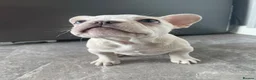 French Bulldog dogs for sale: Platinum French Bulldog Puppy - Advert 2