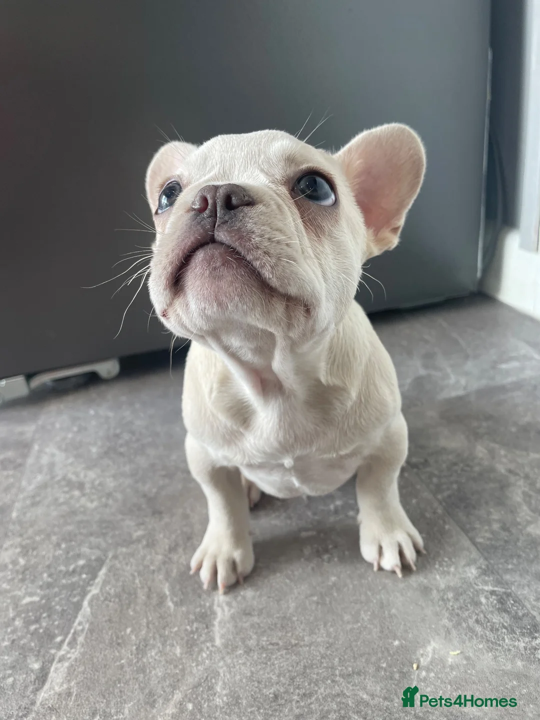 French Bulldog dogs for sale: Platinum French Bulldog Puppy - Advert 2