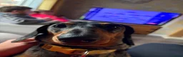 Miniature Dachshund dogs for sale: Beautiful miniature dachshund puppies  in Wednesbury - Advert 39