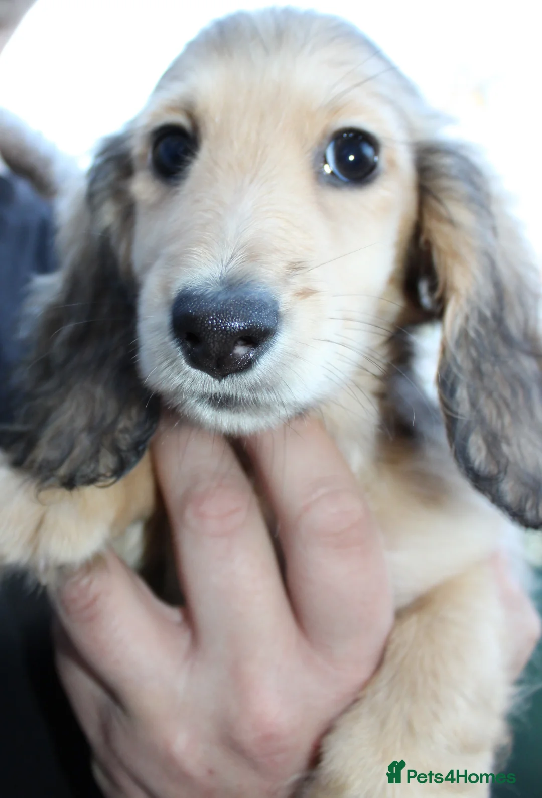 Miniature Dachshund dogs for sale: Cream  Long Hair  - Advert 18