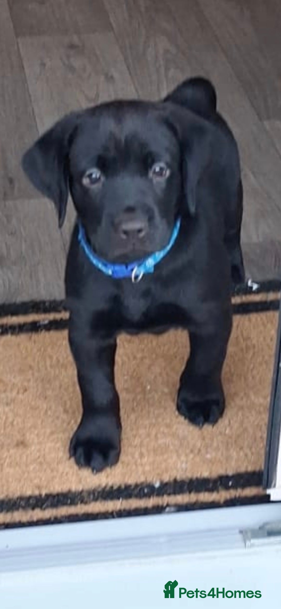 Labrador Retriever dogs for sale: Beautiful black Labrador - Advert 4