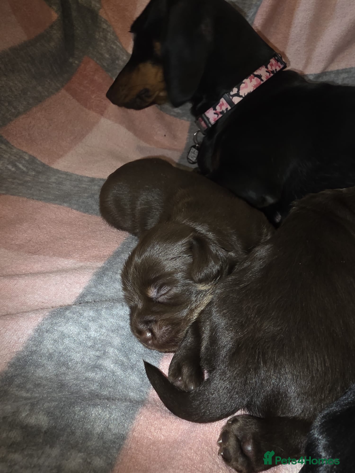 Mixed Breed dogs for sale: 🐾🐾 BEAUTIFUL DACHSHUND/SHI-POO PUPPIES . in Bridgend - Advert 13