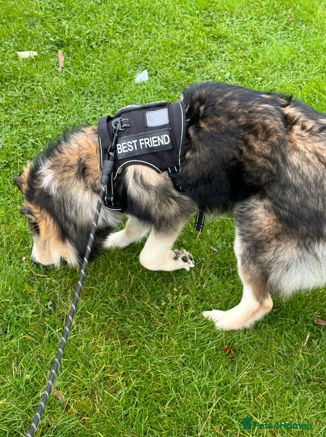 Siberian Husky dogs for sale: Siberian Husky “male” - Advert 4