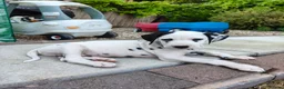 Dalmatian dogs for sale: 1 boy , 2 girls left  - Advert 15