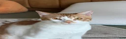 Mixed Breed cats for adoption: Bonded Indoor Twin Brothers in Newhaven - Advert 4