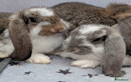 French Lop rabbits for sale: Beautiful Purebred French Lops For Sale - Image 1