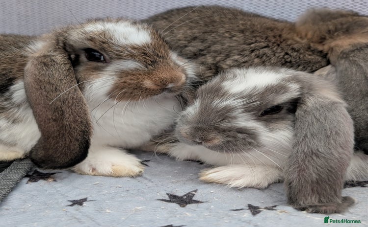 French Lop rabbits - Advert 1