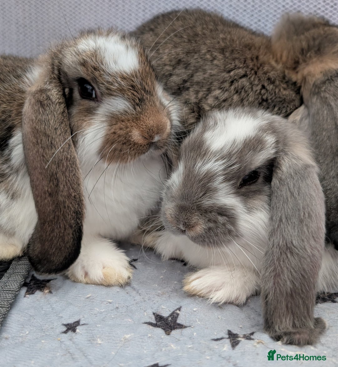 French Lop rabbits for sale: Beautiful Purebred French Lops For Sale - Image 1
