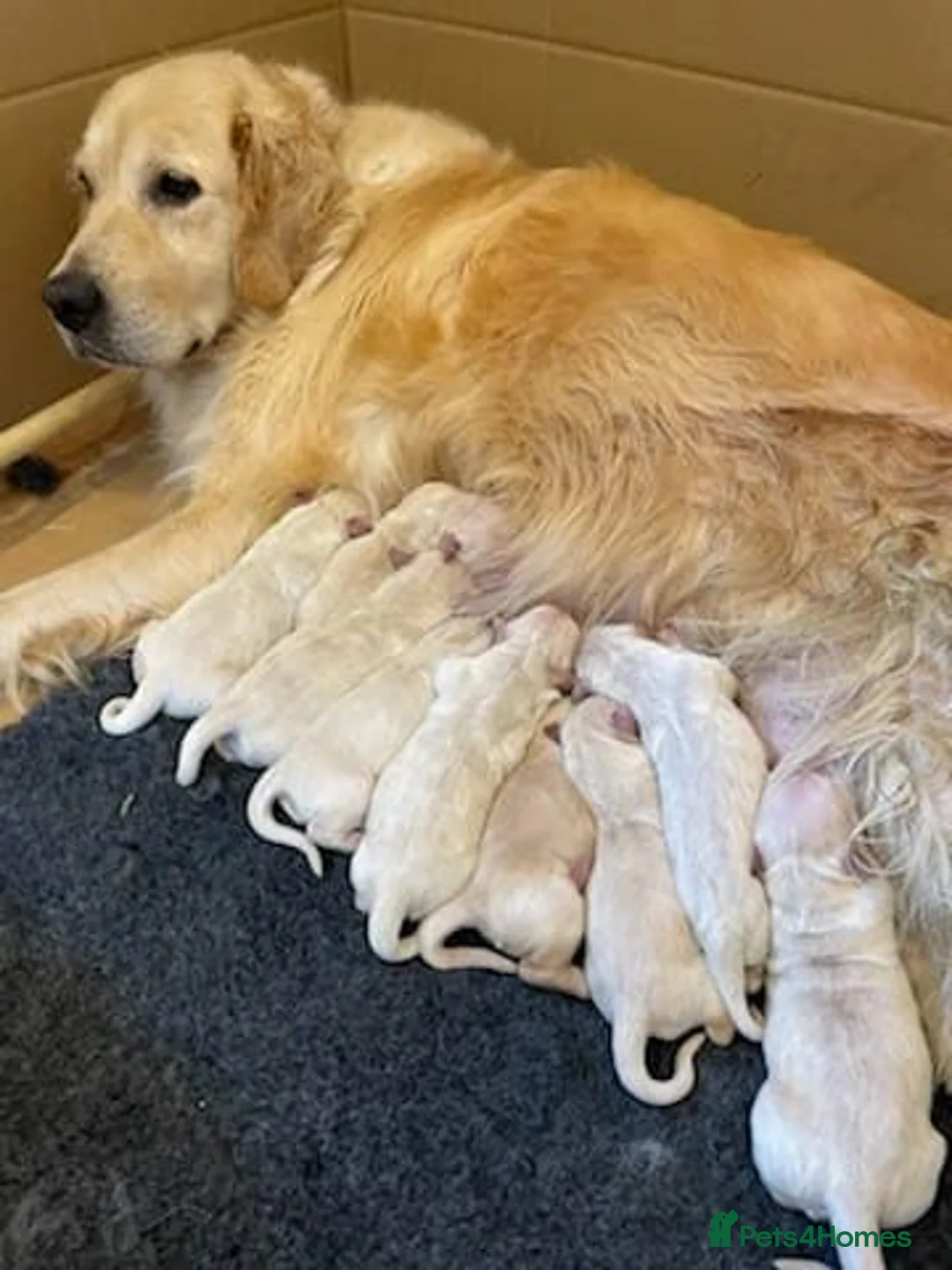 Golden Retriever dogs for stud: Sam. Available for Stud in Swansea - Advert 12