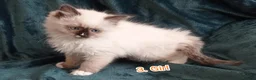 Ragdoll cats for sale: Ragdoll kitten. Ready for a new home  - Advert 18