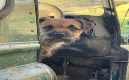 Border Terrier dogs for sale: Kc Reg Border Terrier Pup for sale - Image 8