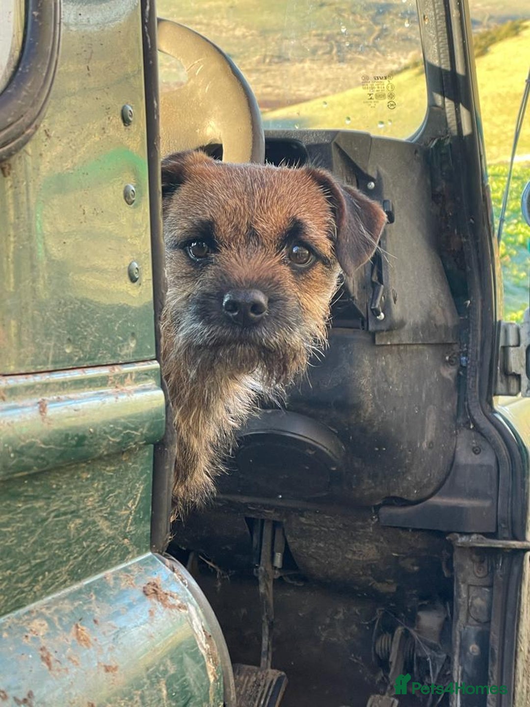 Border Terrier dogs for sale: Kc Reg Border Terrier Pup for sale - Image 8
