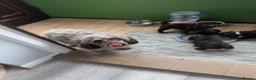 Toy Poodle dogs for sale: For sale Toy poodle puppies  - Advert 22