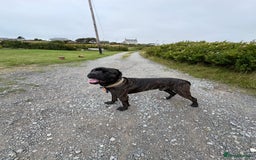 Cane Corso dogs for sale: Clay cane corso - Image 6