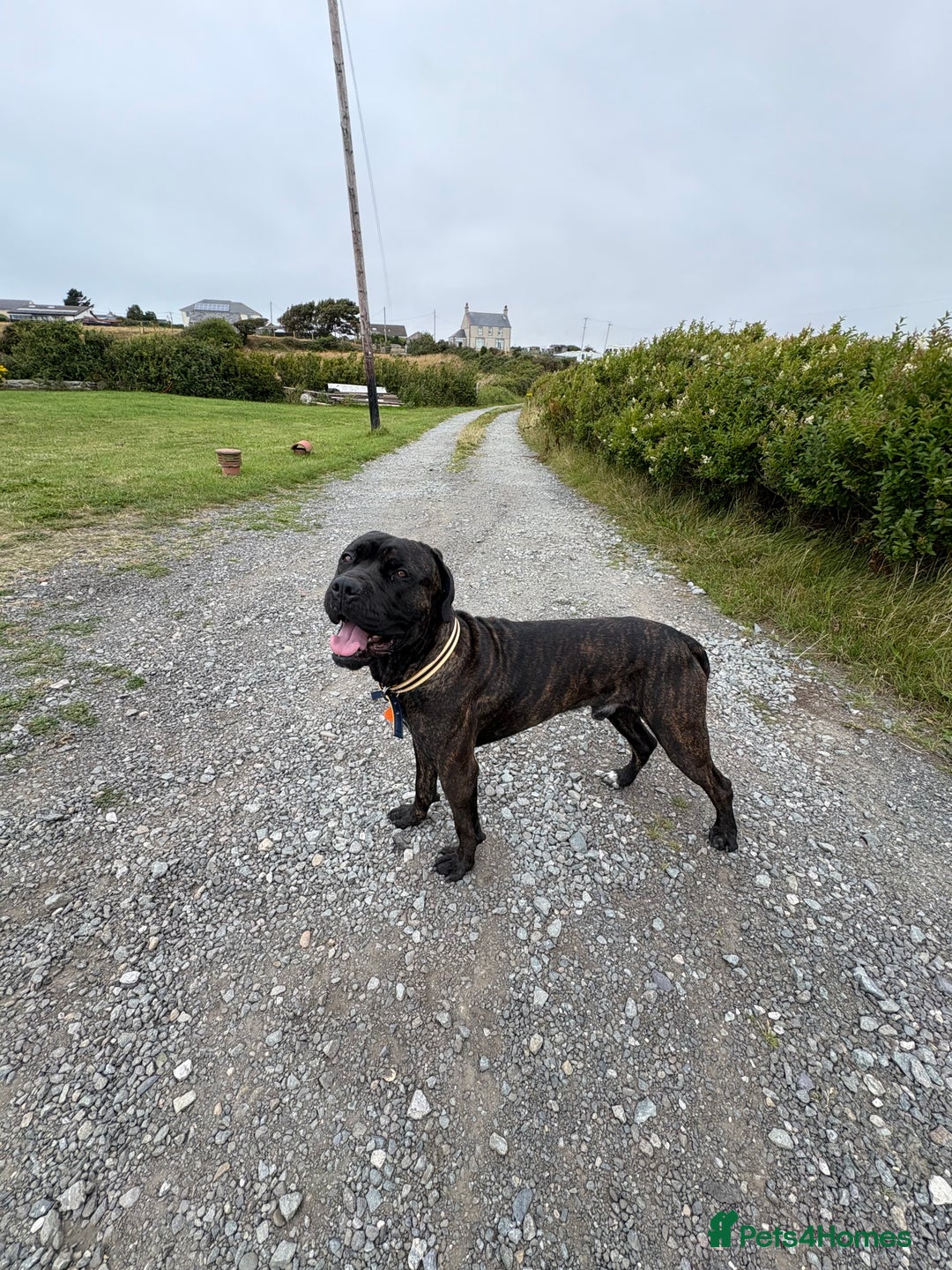 Cane Corso dogs for sale: Clay cane corso - Image 6