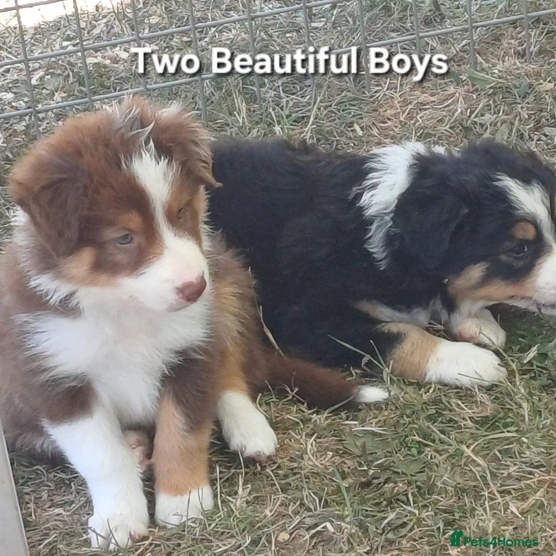 Border Collie dogs for sale: Border Collie Puppies Ready August 1st - Advert 1