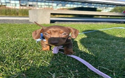 Dachshund dogs for sale: Miniature dauchaund  - Image 3