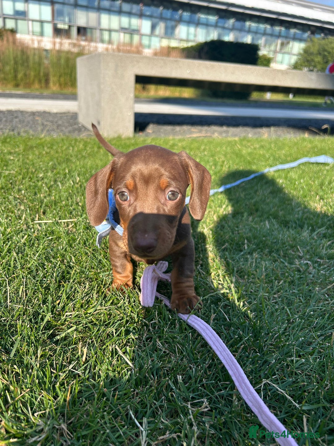 Dachshund dogs for sale: Miniature dauchaund  - Image 3