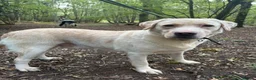 Labrador Retriever dogs for adoption: George - Hingham Norfolk  in Norwich - Advert 2